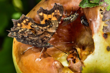 Comma