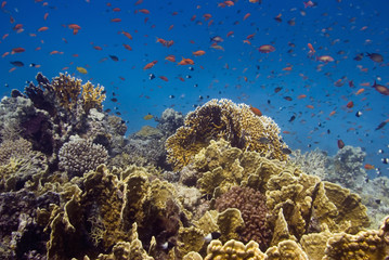 Coral Gardens