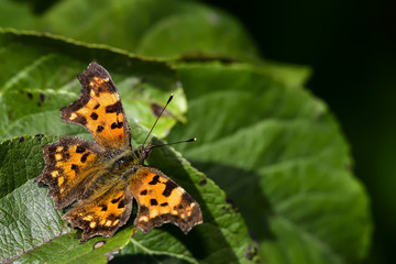 Comma