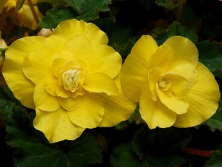 yellow flowers of begonia plant