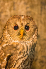Ural Owl (Strix uralensis) on branch