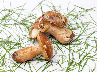 just harvested mushrooms . boletus edulis
