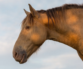 Cheval 