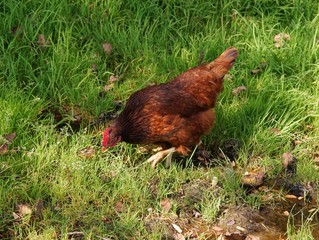 Fototapeta premium red domestic hen on meadow