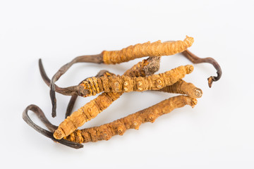 Yarsagumba Ingredient used in Traditional Chinese Medicine Yartsa Gunbu isolated on white background - Cordyceps sinensis © Raimond Klavins