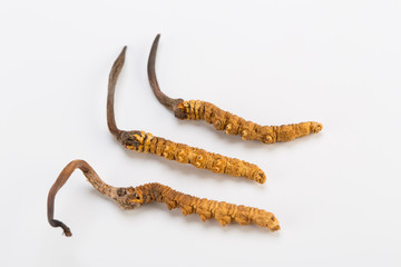 Fototapeta premium Yarsagumba Ingredient used in Traditional Chinese Medicine Yartsa Gunbu isolated on white background - Cordyceps sinensis
