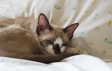 Cute cat sleeping on the couch soft focus image.