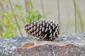 Pine cone on a granite wall