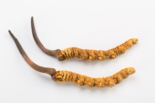 Yarsagumba Ingredient used in Traditional Chinese Medicine Yartsa Gunbu isolated on white background - Cordyceps sinensis