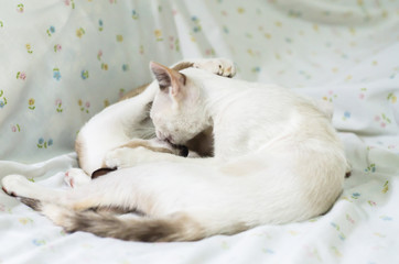 Fototapeta na wymiar Cute cat sleeping on the couch soft focus image.