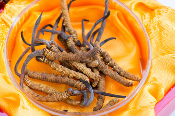 Yarsagumba Ingredient used in Traditional Chinese Medicine Yartsa Gunbu isolated on white background - Cordyceps sinensis
