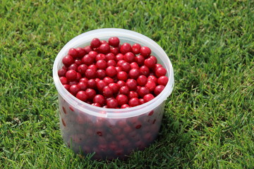 Plastic bucket with freshly collected ripe cherries on the mown lawn