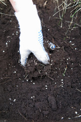 Woman hand in textile glove mixing granular fruit tree fertilizer with soil in the planting hole