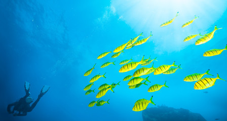 Fototapeta na wymiar Flock of yellow fish with scuba diver