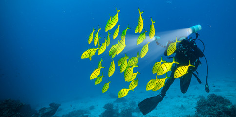 Troupeau de poissons jaunes avec photographe plongeur