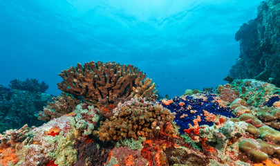 Naklejka premium Underwater coral reef background