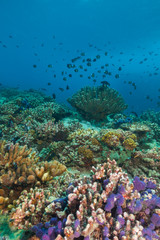 Naklejka na ściany i meble Underwater coral reef background