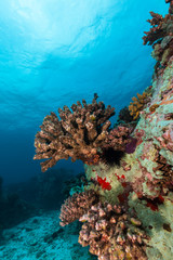 Fototapeta na wymiar Underwater coral reef background