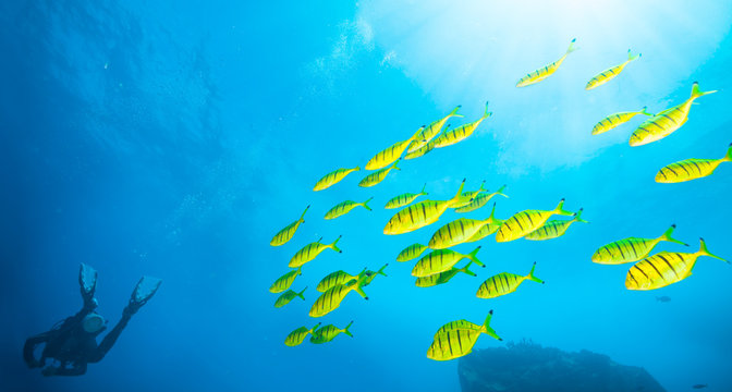 Flock of yellow fish with scuba diver
