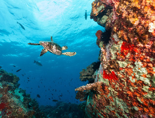 Naklejka na ściany i meble Hawksbill Sea Turtle flowing in coral reef