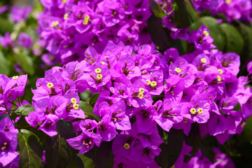 Fototapeta na wymiar Pink Bougainvillea flowers