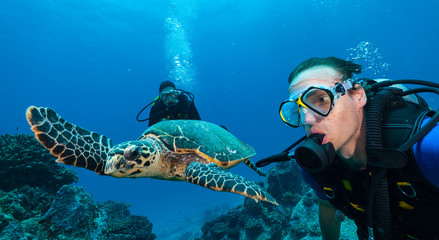 Scuba divers with Hawksbill turtle - obrazy, fototapety, plakaty