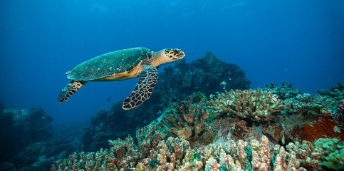 Naklejka na ściany i meble Hawksbill Sea Turtle in Indian ocean