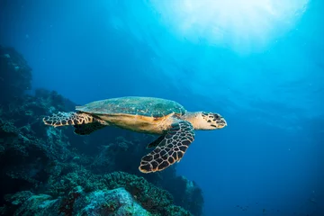 Zelfklevend Fotobehang Hawksbill Sea Turtle in Indian ocean © Jag_cz