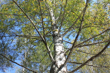 Fototapeta premium The trunk of birch close up in birch grove on clear day in early autumn