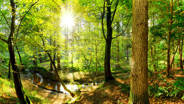 Wald Landschaft im Herbst mit Bach und Sonne