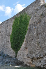 Pnącze w kształcie drzewa w Czarnogórze
