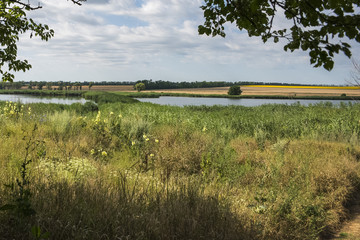 Yellow rapeseed flower field and blue sky near the river. Rapeseed field with forest far away.