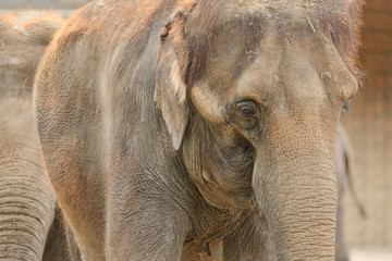 Elephant © Tomasz Warszewski
