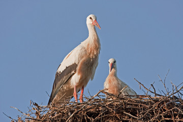 Young white storks on the nest (Ciconia ciconia)