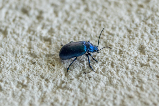 Metallic blue beetle