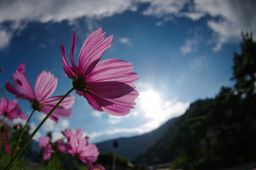 flower and sky