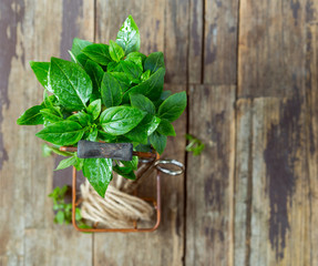 Fresh basil