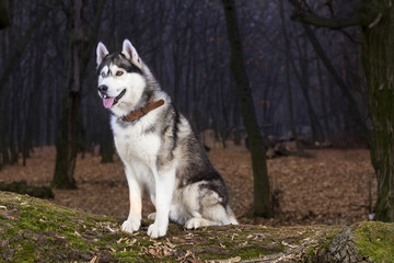 Obraz premium Portrait of Siberian Husky black and white color