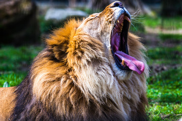 Löwe © Angelika Bentin
