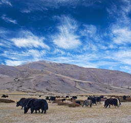 Herd of Dzo Yaks in the Indian Himalayan