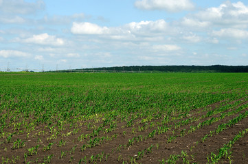 Fototapeta na wymiar rural landscape. bright juicy green of the fields. grow a new crop.