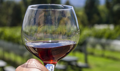 Wineglass in vineyard