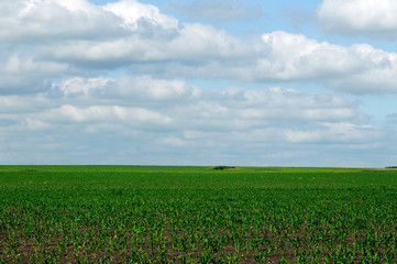 rural landscape. bright juicy green of the fields. grow a new crop.