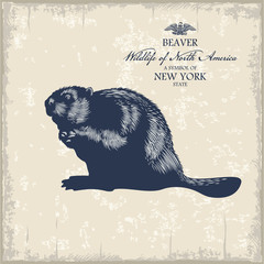 Бобр, животный мир Северной Америки, символ штата Нью-Йорк, винтаж © yard1509