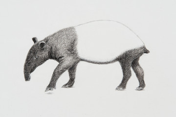 Pencil illustration of Malaysia tapir
