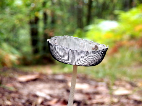 Pleated Inkcap (Parasola plicatilis) sometimes known as the Little Japanese Umbrella, growing on a woodland path