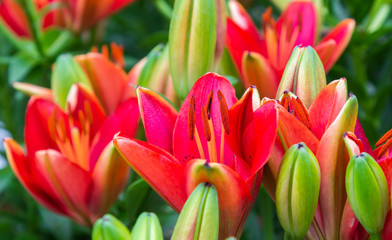 Naklejka premium Fundo colorido com flores.