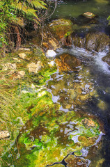 Green algae in Rotorua