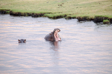 Yawning hippo