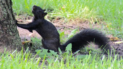 Black Squirrel